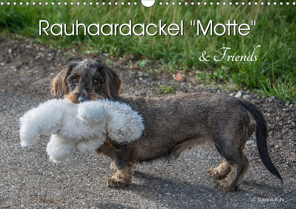 Rauhaardackel Motte